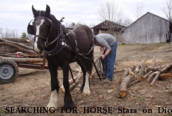 SEARCHING FOR HORSE Stars on Dice, Near Hebron, ME, 04238